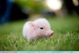 Or musings from finderskeepers market. Bacon Seed Cheezburger Cute Baby Pigs Baby Pigs Cute Baby Animals