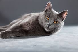 Evde Beslemek Icin En Uygun Kedi Turleri Eksi Seyler