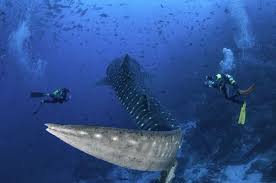 To become certified you have to be 12 years old in the u.s. How Do You Identify A Conservation Friendly Dive Shop How To Find Eco Friendly Dive Operators