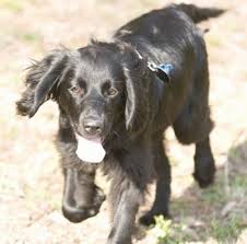 Maybe you would like to learn more about one of these? Chatham Hill Retriever Dog Breed Information And Pictures