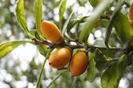 Image result for Diospyros ferrea