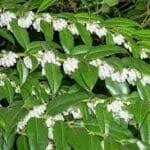 Image result for Agarista