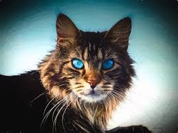 Join millions of people using oodle to find kittens for adoption, cat and kitten listings, and other pets adoption. Maine Coon Cat Painting Greeting Card For Sale By Ericamaxine Price