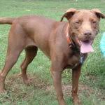 Its spectrum of rich brown hues can be passed onto its offsprings. Why Is The Pitbull Lab Mix Aka Labrabull Such A Great Dog Animalso