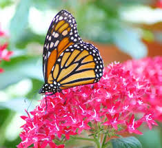 Image result for Pentas