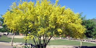Tree surgeon hiroyuki wada told nhk that the increased temperatures following the storms most likely triggered the blooming of the tree's buds. Here S When And How To Prune Your Trees In Arizona