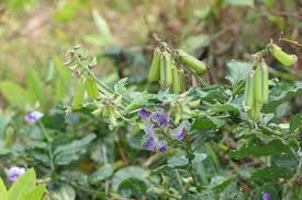 Image result for Crotalaria verrucosa