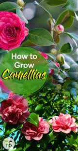 How To Grow Camellia Growing Camellia Plant In A Container Camellia Plant Gardening For Beginners Vertical Vegetable Garden