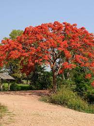 The plant attains the height of 1.5 to 6 meters in height and blooms flower by early summer. Flamboyant Royal Poinciana Tree Delonix Regia Urban Tropicals