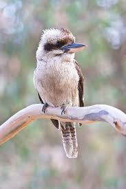Kookaburra Australian Animals Australian Birds Australian Wildlife