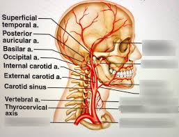 Maxillary artery origin larger terminal branch of external carotid, arises behind and below the mandibular neck, in substance of parotid gland course mandibular part pterygoid part pterygopalatine part 32. Arteries Of The Neck And Head Diagram Quizlet