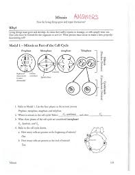 Mitosis consists of four basic phases: Mitosis Worksheet And Cell Division Biology Docsity
