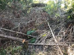 This tree is list as invasive and removal is recommended in florida. Big Penalties For Illegal Tree Clearing