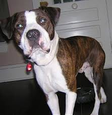 Breed contact information katrina huffmaster phone: American Bulldog Dog Breed Pictures 2