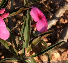 Image result for Adenium swazicum