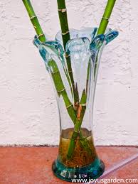Maybe you would like to learn more about one of these? Growing Lucky Bamboo 24 Things To Know About Caring