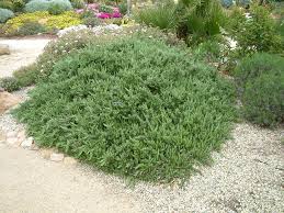 Image result for Rosmarinus officinalis