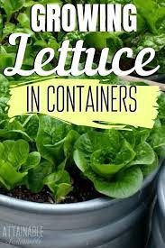 Growing Lettuce In Containers Growing Lettuce Lettuce In Containers Container Vegetables