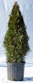 Emerald Green Arborvitae Anythinggreen Com