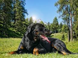 25 Best Guard Dog Breeds For Your Family Best Guard Dogs Guard Dog Breeds Family Dogs Breeds