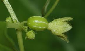 Image result for Diplocyclos tenuis