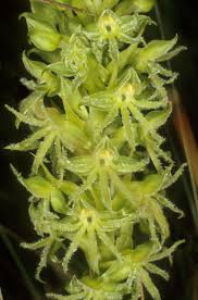 Image result for Habenaria lithophila
