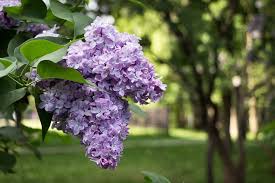 Skilled florists are trained to a high standard and achieve industry recognised qualifications. Here Are The Official State Flowers Of All 50 States Plus D C