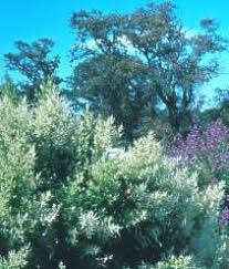 Image result for Tetradenia