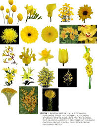 The name anthony has different origins but this roman name is said to be associated with the. Elegant Yellow Flowers Names With Images Top Collection Of Different Types Of Flowers In The Images Hd