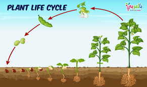 Plant life cycle stages worksheet. Plant Life Cycle Diagram For Kids Science Posters Ø¨Ø§Ù„Ø¹Ø±Ø¨ÙŠ Ù†ØªØ¹Ù„Ù…