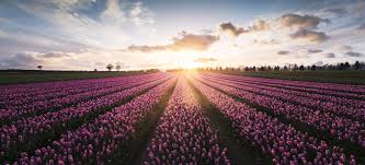 Maybe you would like to learn more about one of these? Flower Fields Near Me The Best Uk Locations To See Flowers
