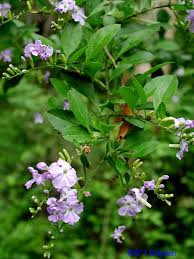 Image result for Duranta erecta