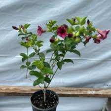 Image result for Jasminum meyeri-johannis