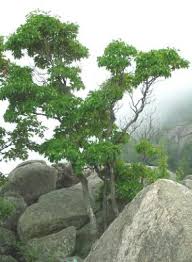 Starting as early as 1584 english explorers were sent to the new world to locate and procure sassafras. Sassafras Shenandoah National Park U S National Park Service