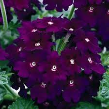 A crimson dye obtained from occurring once every year. Lanai Deep Purple Verbena Pp15 605 Purple Garden Bulb Flowers Deep Purple