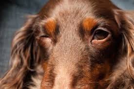 Why Do Dogs Wink Back At You Or With One Eye Sign Of Health Issue