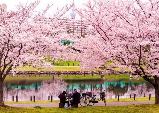 9 Reasons to Visit Tokyo in Spring: Festivals, Cherry Blossoms & More | LIVE JAPAN travel guide