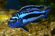 Melanochromis Cyaneorhabdos Wikipedia The Free Encyclopedia Cichlids African Cichlids Tropical Fish Tanks