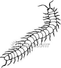 Centipede Clipart Centipede Drawings Clip Art