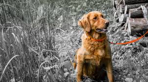 Golden retriever puppies ohio adoption. Golden Retriever Puppies For Sale In Ohio Buckeye Golden Retrievers