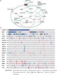 Check spelling or type a new query. Frontiers Mesothelioma Driver Genes Ferroptosis And Therapy Oncology