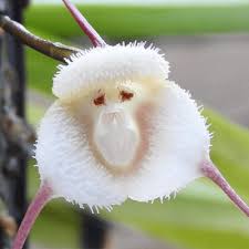 Rare Monkey Face Orchid Plant Seeds ...