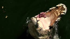 A subreddit for the popular roblox game, adopt me! Crocodiles Currumbin Wildlife Sanctuary