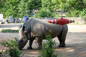 White Rhinoceros Enrichment Seoul Zoo Gallery White Rhinoceros Rhinoceros Cool Pets