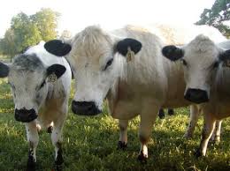 Black And White Cow Breeds Uk The British White Cattle Breed Miniature Cow Breeds Animals Cattle