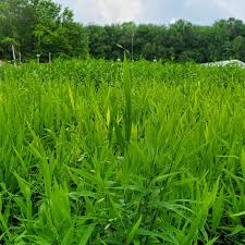 Image result for Chasmanthium latifolium