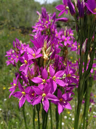 Image result for Chironia krebsii