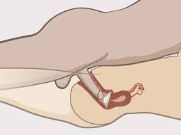 It serves two main functions: Diaphragma Zanzu