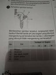 Berdasarkan Gambar Tersebut Lengkapilah Tabel Berikut Berilah Tanda Jika Bagian Yang Ditunjuk Brainly Co Id