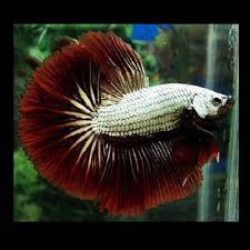 Peaceful betta betta imbellis synonyms: Siamese Fighting Fish Betta Fish Betta Betta Fish Tank